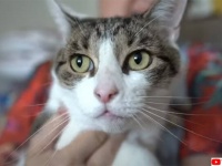 飼い主の命を救った猫。睡眠中に心臓発作を起こした女性を肉球で叩き、鳴き声で起こす