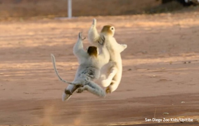 軽快なステップで横飛び移動。忍者みたいなマダガスカルの固有種「シファカ」にズームイン！