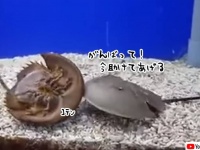 今助けてあげるからね！ひっくり返った仲間を助けるカブトガニ
