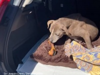 12年前に行方不明になった老犬が飼い主と再会。飼い主は電話番号を変えていなかった