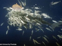 ジンベイザメは体に群がる小魚を食べていた。小魚たちは命がけでヒッチハイク