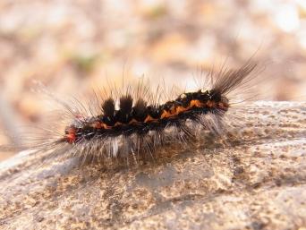 ドクガの一種（urasimaruさん撮影、Flickrより）