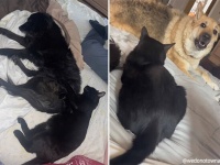 ある日帰宅すると見知らぬ黒猫が家の中でまったり。どうやら飼い犬に気に入られ招待されたようだ。