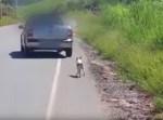 偶然、犬が捨てられる瞬間を撮影…　ネット上に公開したところ？
