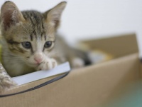 猫が福を呼び込んだ？勤務中に子猫を助けた郵便配達員が1億円の宝くじに当選