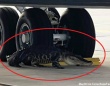 米空軍基地に巨大ワニが侵入。航空機の車輪の下からの捕獲劇