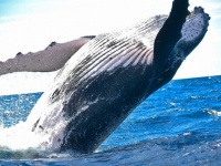 いったいなぜ？クジラは現世で世界最大の動物となったのか、その謎と歴史に迫る。