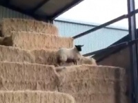 羊の脱走犯現る！干し草の山を超えて逃亡を企てた羊の束の間のアドベンチャー