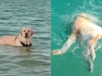 前世はアザラシだったに違いない！水が大好きなラブラドール、とにかく潜る！潜りまくる！
