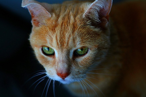 cat