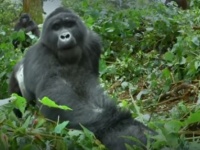 男前がすぎる！ロボットゴリラを前にシルバーバックのゴリラ、「ここは俺が行く、お前らは下がってろ」（ウガンダ）