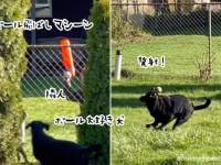隣人が最新メカで、フェンスの向こう側から犬と遊んでくれていた件
