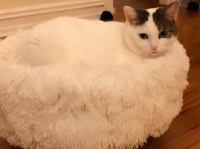 猫椅子？猫が溶けて椅子と一体化していた件