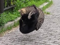 戦場はまさかの空中　猫たちもつれあう本気の「キャットファイト」勃発