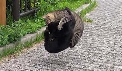 戦場はまさかの空中　猫たちもつれあう本気の「キャットファイト」勃発