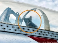 母猫が展示飛行機の中で子猫をこっそり出産。コックピットから顔を出す子猫がパイロット風