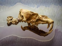 素晴らしい特徴がありながらも絶滅してしまった10種の動物たち