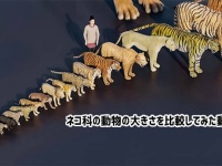 なるほどこれは興味深い。約40種のネコ科の大きさを比較した動画