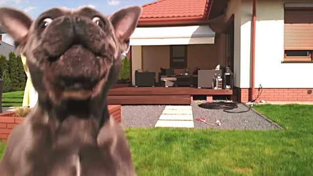 「あれ捕りたい！」ドローンをキャッチしようとがんばってみたフレンチブルドッグ