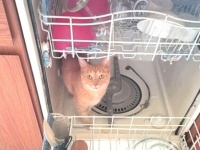 「そこ入ったらダメ！」「にゃんで？」猫だから仕方ないけど絶対あかん場所に侵入した現場の写真集
