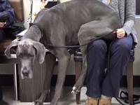例えどれだけでかかろうと、ヤツらの「大好き」は止まらない。大型犬のいる日常的風景はいかが？