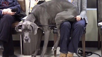 例えどれだけでかかろうと、ヤツらの「大好き」は止まらない。大型犬のいる日常的風景はいかが？
