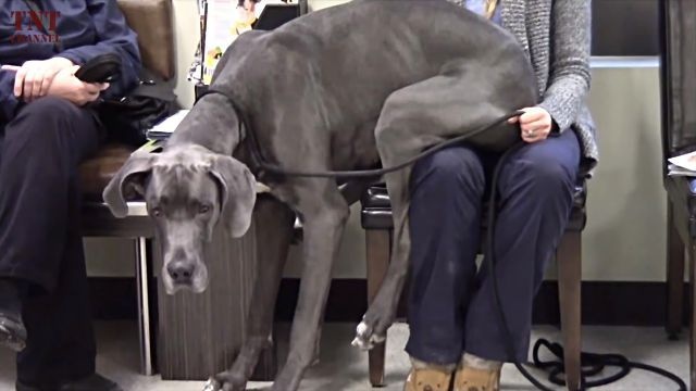 例えどれだけでかかろうと、ヤツらの「大好き」は止まらない。大型犬のいる日常的風景はいかが？