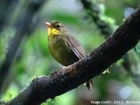 うれしいニュース。絶滅したかと思われていたマダガスカルの鳥が24年ぶりに再発見