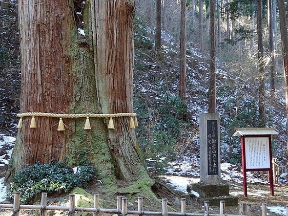 御岩神社三本杉（Papakuroさん撮影、Wikimedia Commonsより）