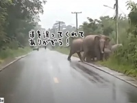 象の群れが道を横切っていくの待っていたところ、最後の象が立ち止まってお礼を言ってくれた！