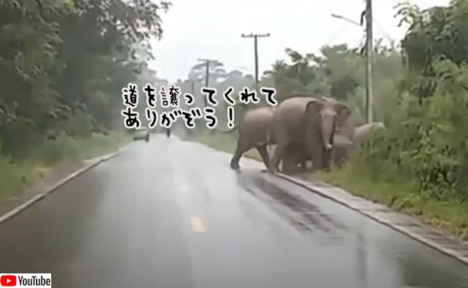 象の群れが道を横切っていくの待っていたところ、最後の象が立ち止まってお礼を言ってくれた！