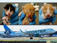 航空会社が動物保護施設のTwitterを見て支援。猫を引き取ると無料航空券を提供
