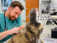 獣医さんが猫の急所をピンポイントでくすぐったところ、盛大なリアクションを見せる（要音声）