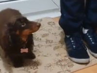 ダックスフントのお嬢さん、飼い主を見習って「キレイにしなきゃ！」とマットで足を拭き拭きする