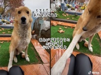 お墓の前で泣いている女性をなぐさめようと、そばに寄り添い手を差し伸べた犬の守護天使