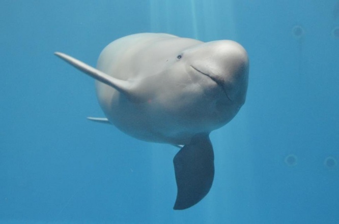 心なしか微笑んでいるようにも見える（写真提供：鳥羽水族館）