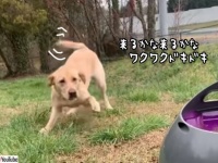 かしこくてけなげな犬。自動ボール投げ器を買ってあげたら永久機関が完成する