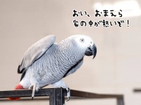 「熱いぞ！熱いぞ！」ヨウムが火事から家族を救う