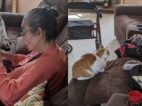 ぬいぐるみを壊してしまった猫、おばあちゃんにお裁縫して直してもらうのを忍耐強く待つ。その姿に関する海外の反応