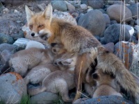 子だくさんのキツネの母さん、13匹の子ギツネの育児に大忙し（アメリカ）