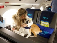 犬と一緒に空の旅が楽しめる「犬ファースト」の航空サービスが誕生！