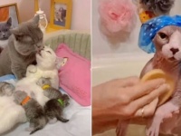 今日はちょっと肌寒い？急に秋らしくなってきたので、可愛い猫たちで温かい気持ちになりたい動画5連発