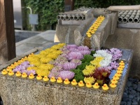 アヒル、アヒル、アヒル...！（写真は金戒光明寺提供。編集部でトリミング）