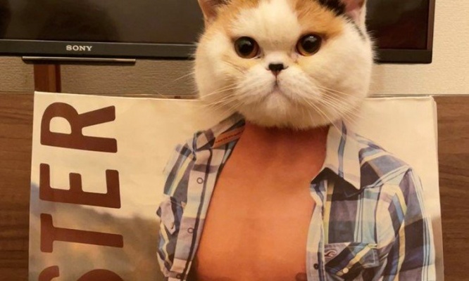 サイズもピッタリ...！　にゃんこが服屋の紙袋に入った結果→思わず二度見の猫顔マッチョ爆誕