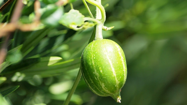 瓜の一種。画像はイメージです（coniferconiferさん撮影、Flickrより）