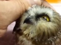 やばいかわいい。北ヒメキンメフクロウのモフられタイム