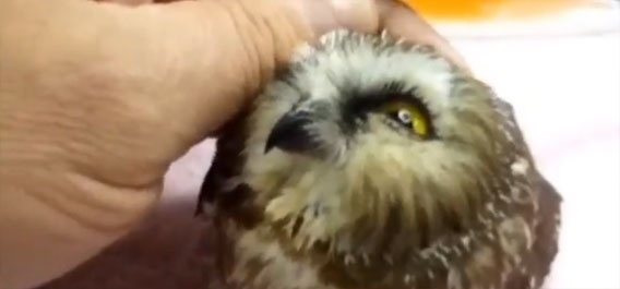 やばいかわいい。北ヒメキンメフクロウのモフられタイム