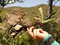 ふっさふさの根と酸で岩を溶かして栄養にありつく珍しい植物が発見される（ブラジル）