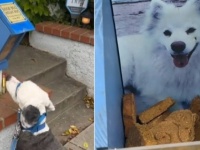 「よいこのみんなに」家の前の青いボックスには、愛犬を亡くした飼い主からの思いが込められていた