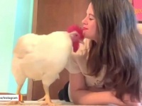ニワトリの可愛さだって半端ない！強い絆で結ばれたペットの鶏と飼い主さんの絶賛ラブラブ風景